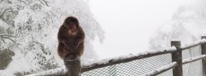 A Monkey in Mount Emei